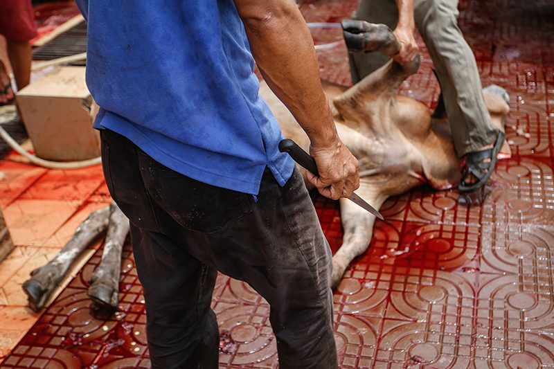 A man prepares to slaughter a cow at the Nussunain Mosque on Monday. (Siv Channa/The Cambodia Daily)