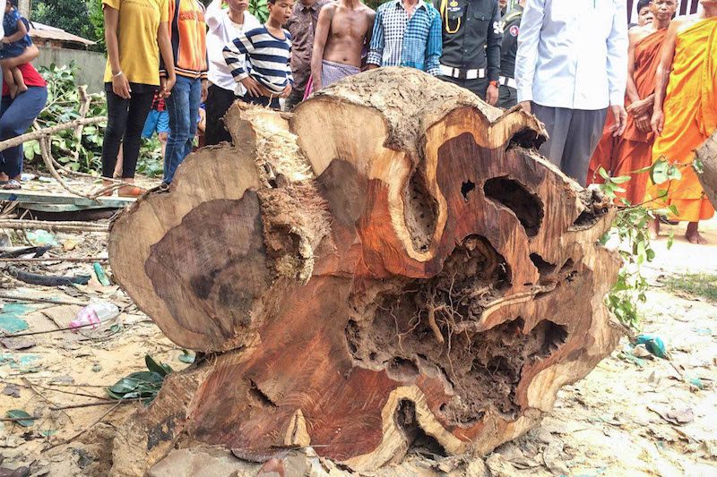 Villagers gather around a felled rosewood tree at a pagoda in Siem Reap City’s Kokchak district on Sunday. (Fresh News)