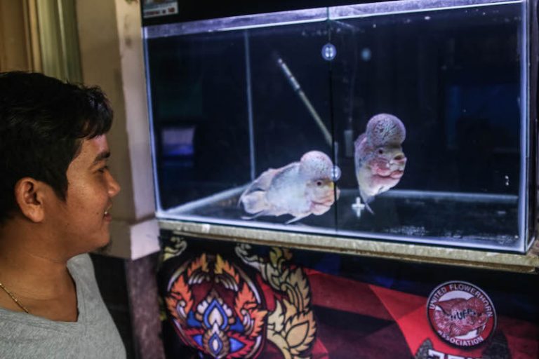Fish Enthusiasts Share Passion at First Flowerhorn Contest
