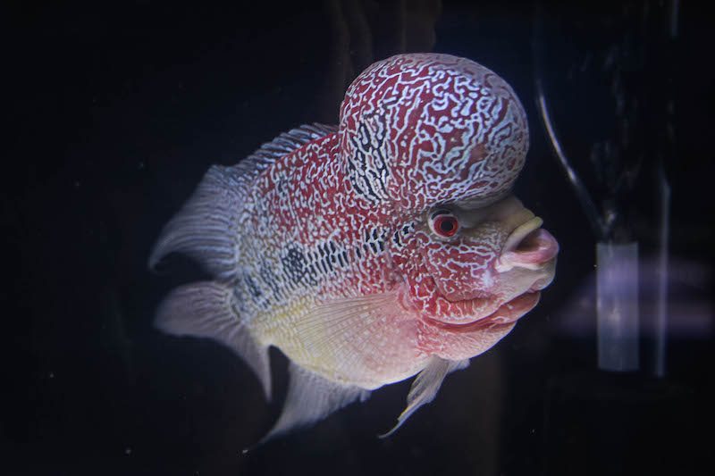A flowerhorn fish entered in Sunday’s competition in Phnom Penh. (Matt Surrusco/The Cambodia Daily)