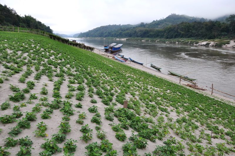 Plants line the bank of the Mekong River near the Pak Beng dam site. (International Rivers)