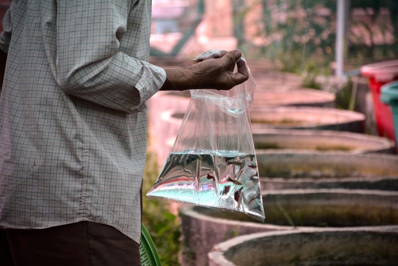 A man holds a bag of guppy fish used in a dengue prevention trial in Kompong Cham province earlier this year. (Malaria Consortium)