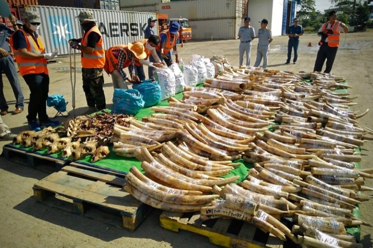 Seized Ivory to Be Kept for Exhibit, Prime Minister Says