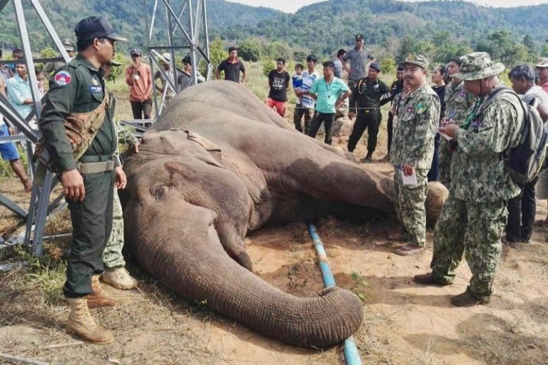 Elephant Electrocuted by High-Tension Line in Herd’s Path