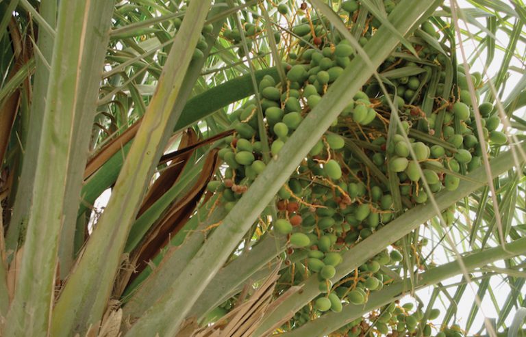 Green Date-Grower in Cambodia Eyes Indonesian Market