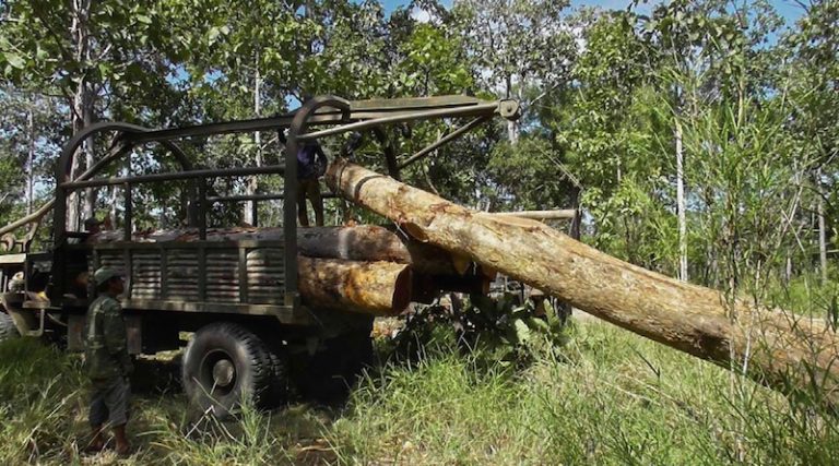 Government Investigates Vietnamese Logging Operation