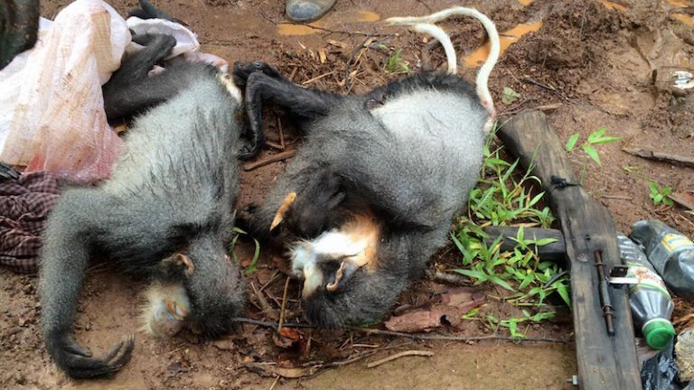 Alleged Poachers Charged With Killing Endangered Monkeys