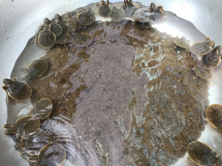 150 Endangered Turtle Hatchlings Released From Protection