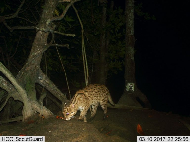 Fishing Cat Sighted in Koh Kong Province for First Time in Two Years