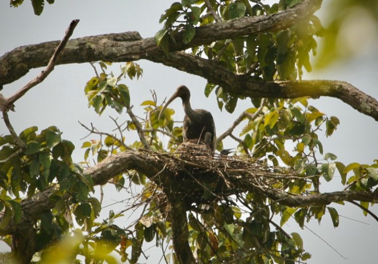 19 Endangered Ibis Nests Found in Preah Vihear