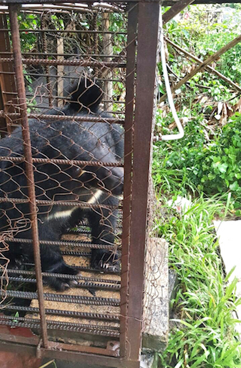 Rare Asiatic Black Bear Rescued From Kompong Chhnang Hotel