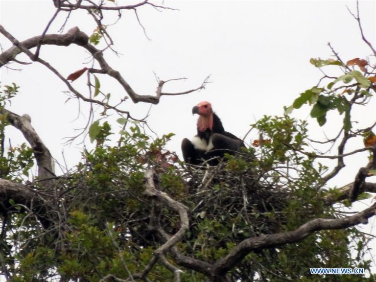 Rare red-headed vulture nests discovered in Cambodia’s wildlife sanctuary