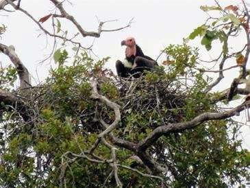 Three critically endangered red-headed vulture nests discovered in Cambodia’s Chhep Wildlife Sanctuary