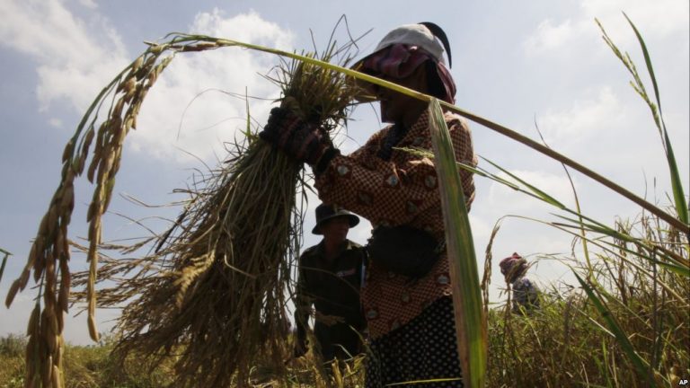 Cambodian Rice Organization Facing Own Problems