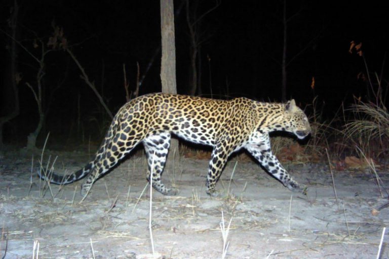 Cambodia’s banteng-eating leopards edge closer to extinction, new study finds