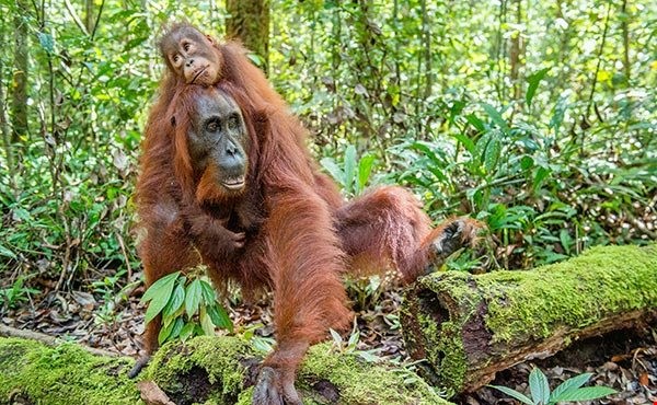 Cambodia to establish a new wildlife sanctuary