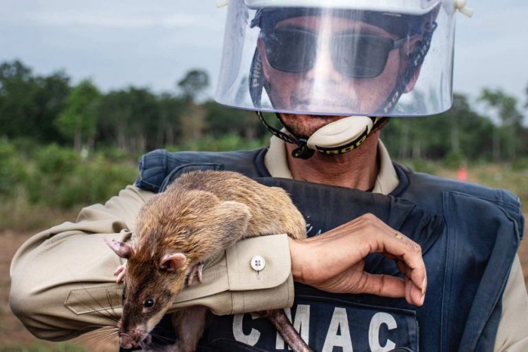 Meet the ‘hero rats’ clearing Cambodia’s landmines