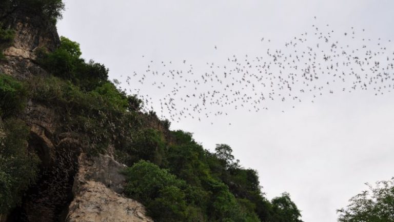 Human disturbances threaten conservation of cave bats in Cambodia, study says