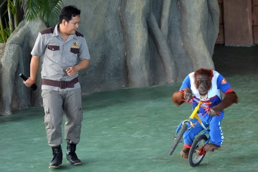Cambodia strongman delights as orangutans dance and kickbox