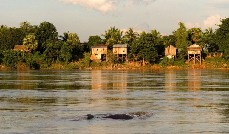 Cambodia’s Kratié province offers an idyllic rural escape on the banks of the Mekong River, with dolphin watching, and home stays
