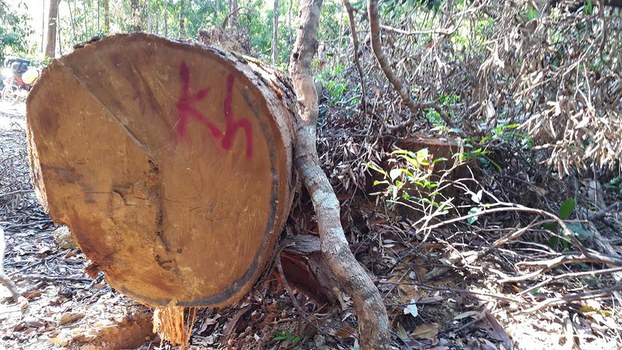 Cambodia’s Vireak Chey National Park Under Siege From Illegal Vietnamese Loggers: Activist