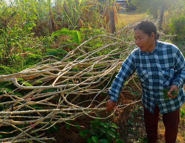 Agricultural diversification: Empowering women in Cambodia with ‘wild gardens’