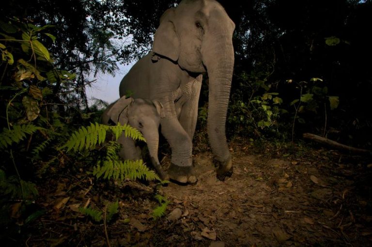 Baby Asian Elephants Are Being Crippled by Snares