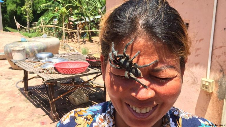 Tarantulas: Cambodia’s disappearing delicacy
