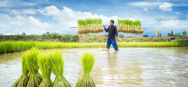 Oxfam to Empower Cambodian Rice Farmers With Blockchain