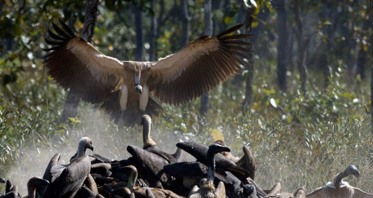 Conservationist groups call for vulture conservation in Cambodia as rare birds facing extinction