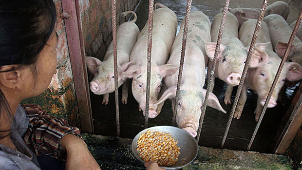 China Clamps Down on Public Discussion of African Swine Flu Outbreaks