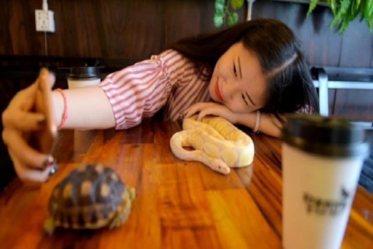 Cambodia’s First Reptile-themed Cafe Slithers into People’s Hearts