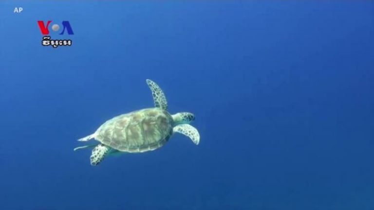 Plastic in World’s Ocean Killing Young Sea Turtles
