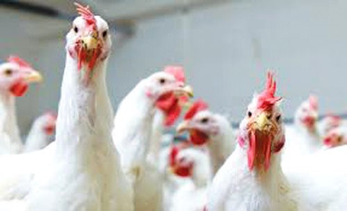 Ministry bans poultry import from Malaysia, Vietnam and Cambodia