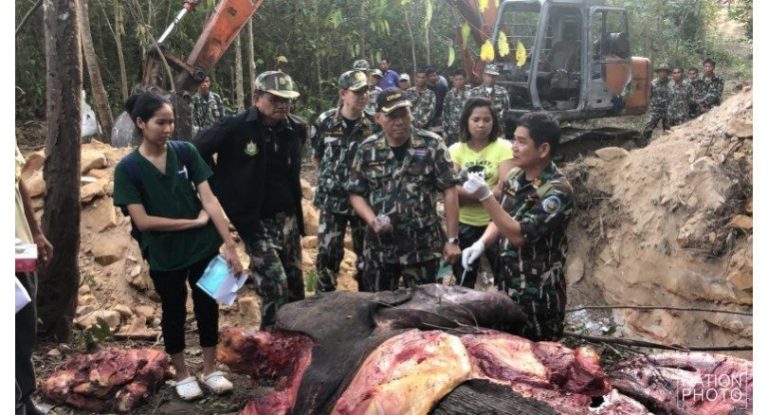 Blood-hued Phayung almost gone as corrupt officials pave way for logging