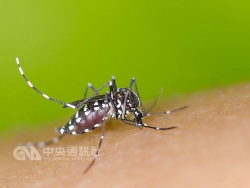 Taiwan sees spike in imported dengue fever cases from Cambodia: CDC