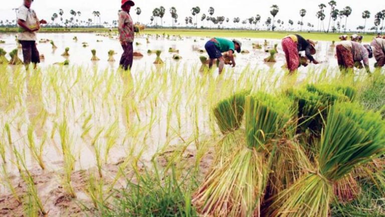 CRF voices concern over EU rice tax on Cambodia