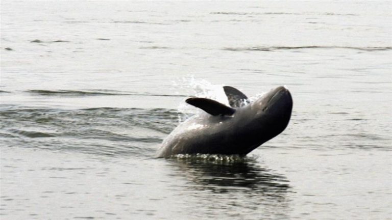 The last 92 Irrawaddy dolphins in Mekong River may not survive