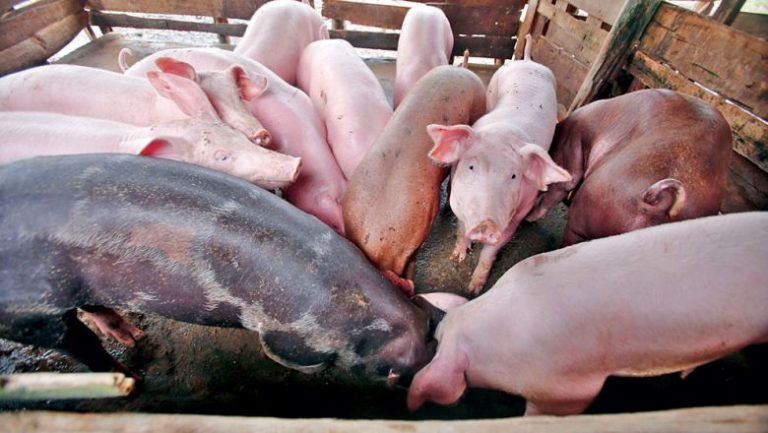 Concern over Vietnam swine fever
