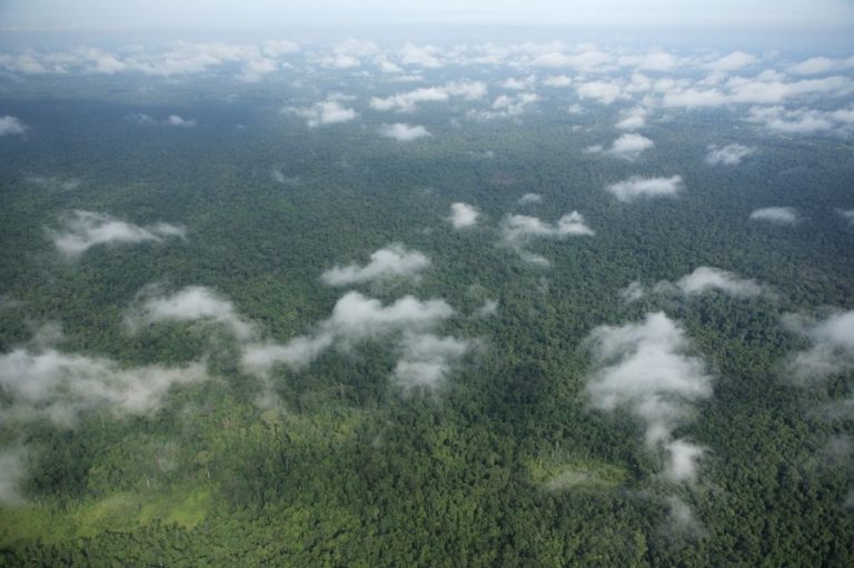 Cambodia’s fragile Prey Lang forest remains under threat