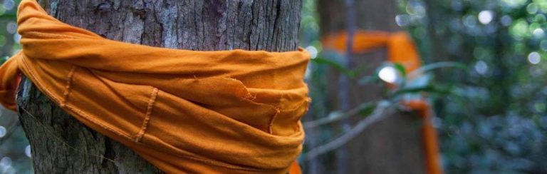 How the Buddhist monks of Thailand and Cambodia are fighting the logging industry, one ‘holy’ tree at a time
