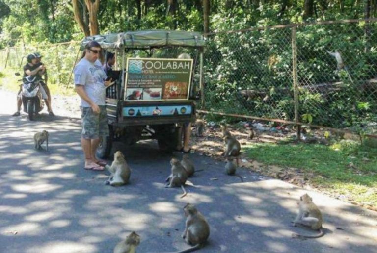 Cambodia official regrets relocating monkeys away from tourist zone