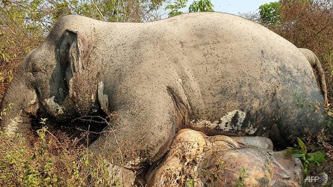 Poachers kill elephant in Cambodia wildlife sanctuary