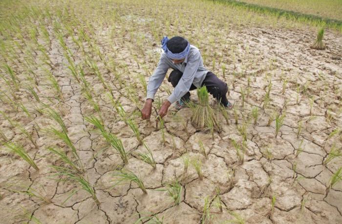 Drought warning leads Cambodian government to tell rice farmers not to plant