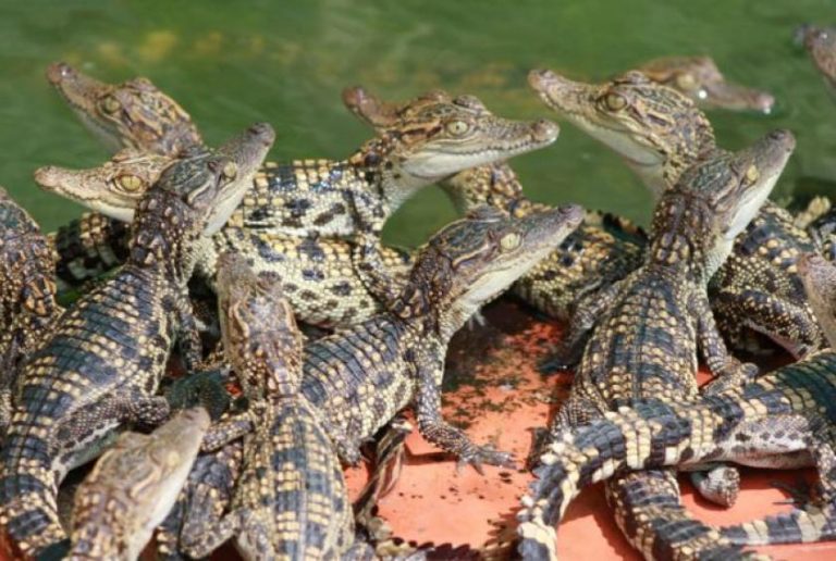 Cambodia’s crocodile farming industry struggling to remain afloat