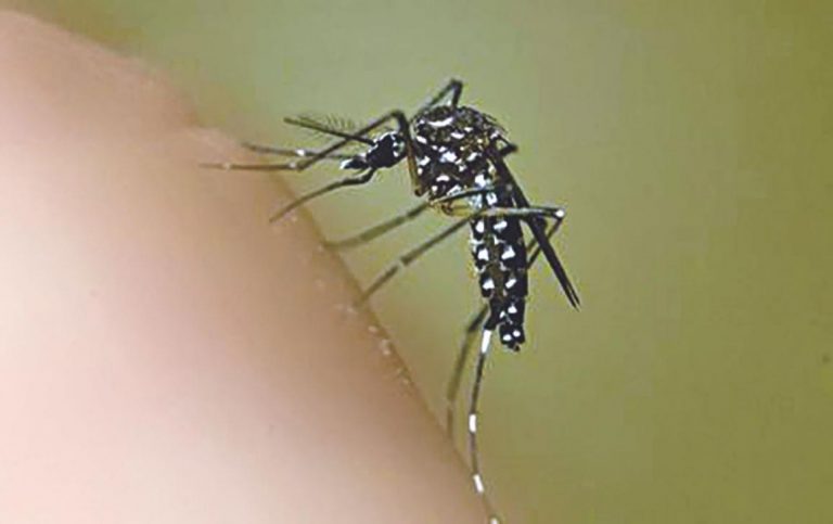 Study shows economic burden of dengue fever