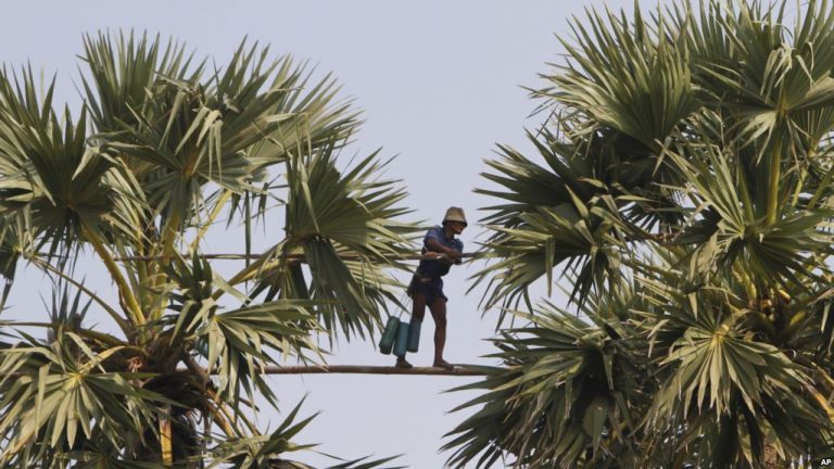 Kampong Speu Palm Sugar Given GI Status By EU