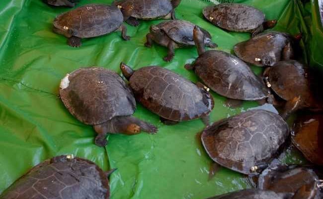 Cambodia Releases Critically Endangered Royal Turtles Into River