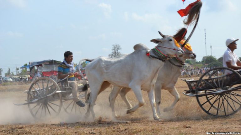 Traditional Oxcart Races Held for Khmer New Year