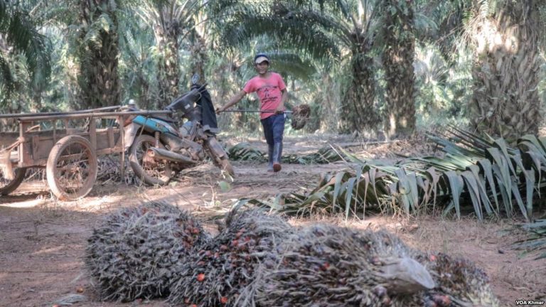 Kampong Speu Palm Sugar Producers Call on Gov’t to Retain EBA
